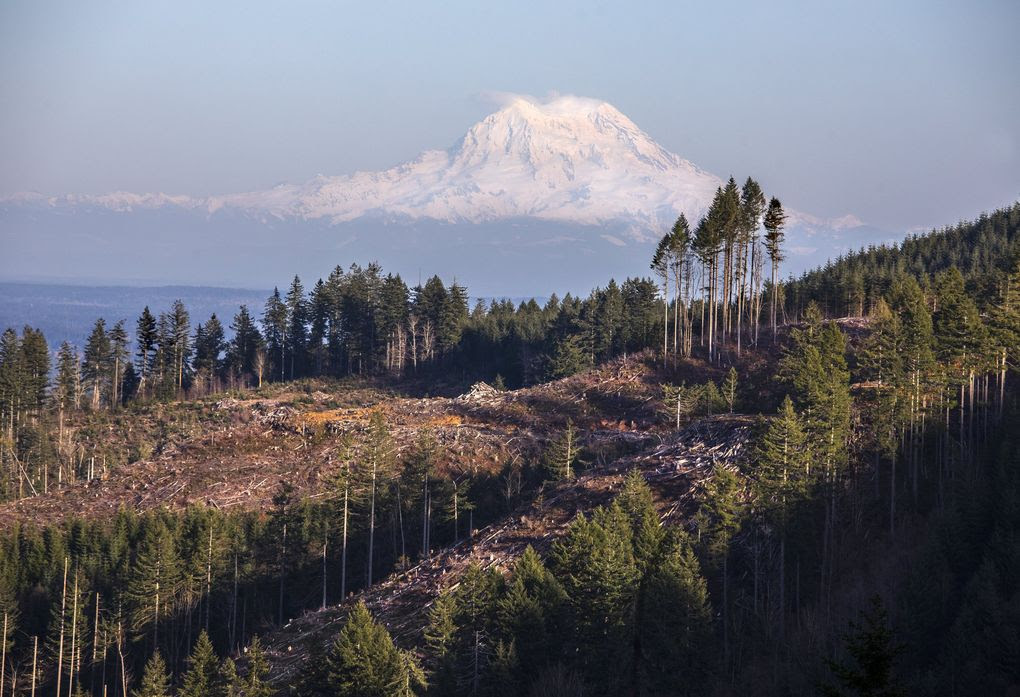 Mount Rainier looms in the eastern distance in a view of timber cuts in the Capitol State Forest near Olympia. (Steve Ringman / The Seattle Times)