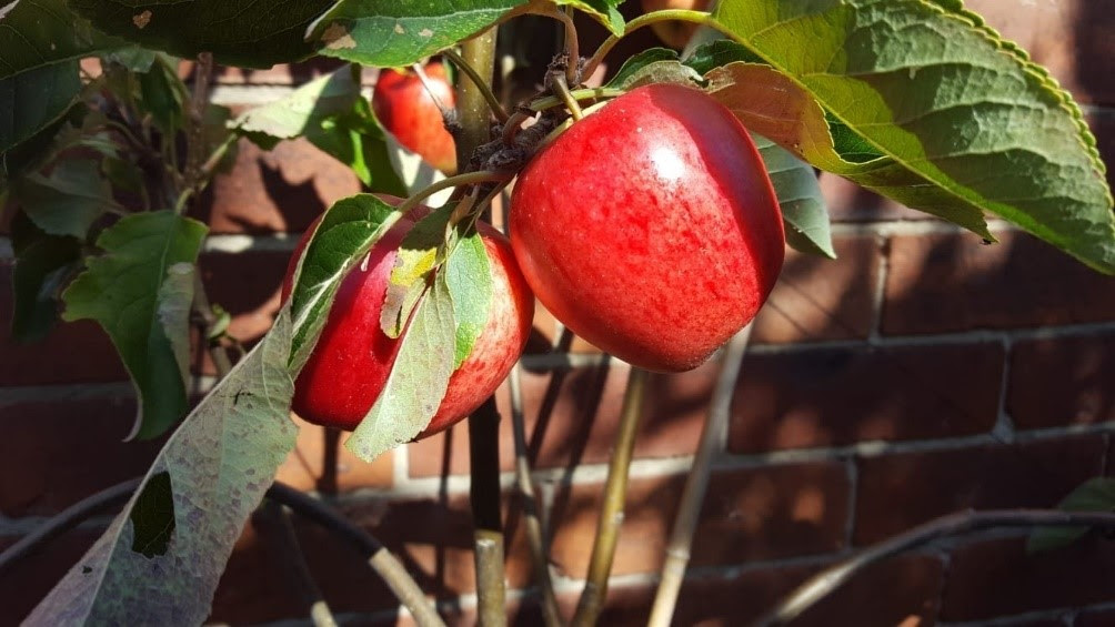 Apples in the manse garden