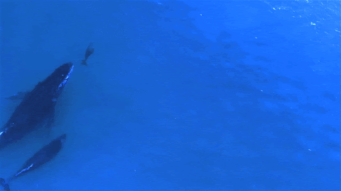 baby dolphin whale