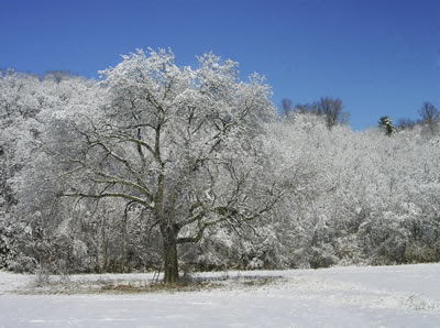 snowy-treescape.jpg