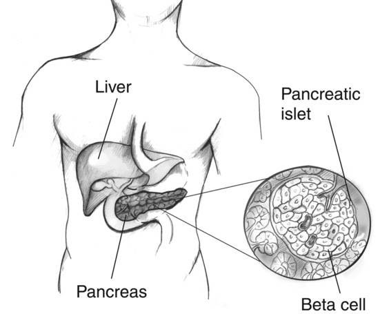 Pancreas and islets