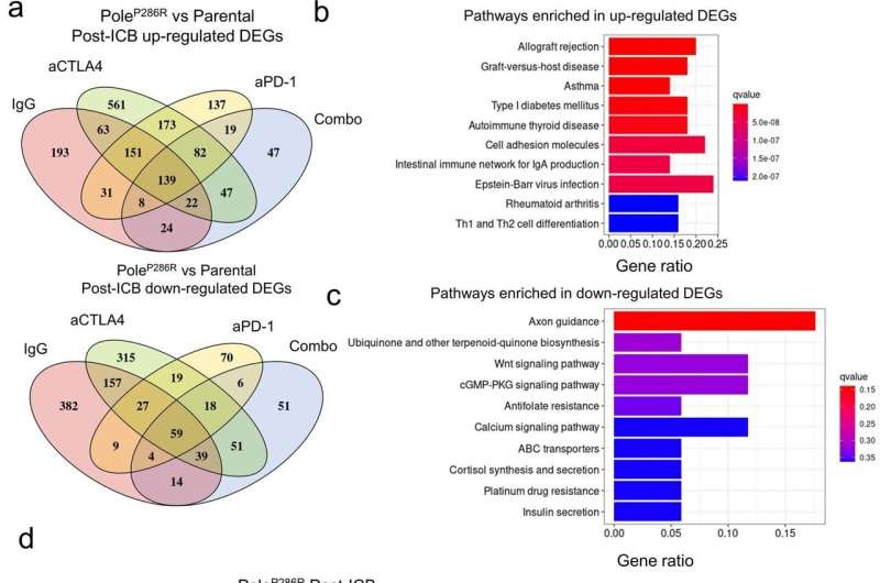 Tumors with specific genetic mutations show response to immune checkpoint blockade therapy