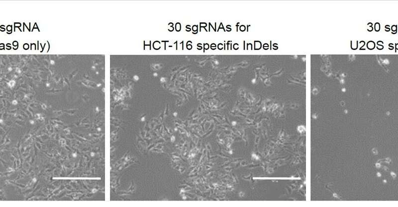 Scientists develop a new platform technology for personalized cancer therapy