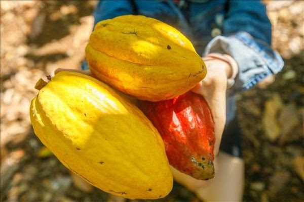 Cacao en Vietnam.Photo Nguyen Luan