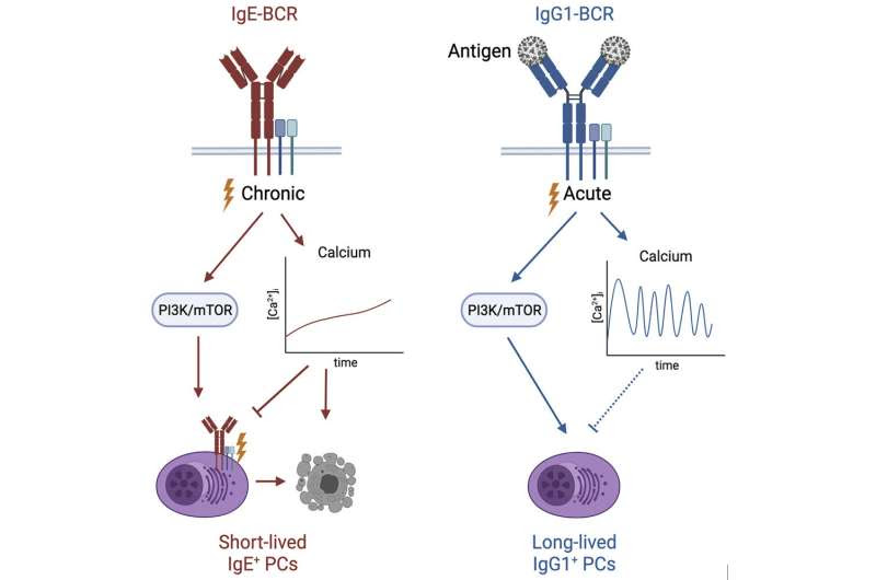 Scientists reveal how the body controls allergy-causing immune cells