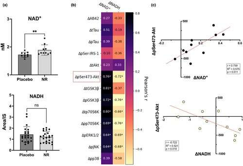 Researchers link supplement to reduced biomarkers of Alzheimer's in the brain