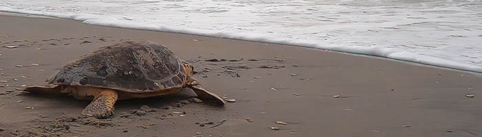 Loggerhead sea turtle being released back to the ocean