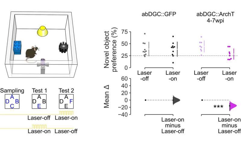 Study shows that adult-born dentate granule cells support the activity of hippocampal cell populations