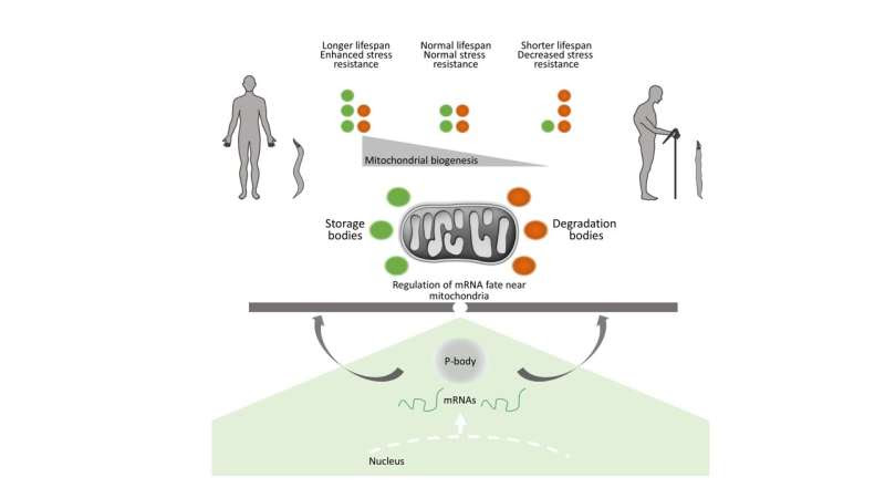 New study reveals a key role of mRNA metabolism determinants in ageing and disease