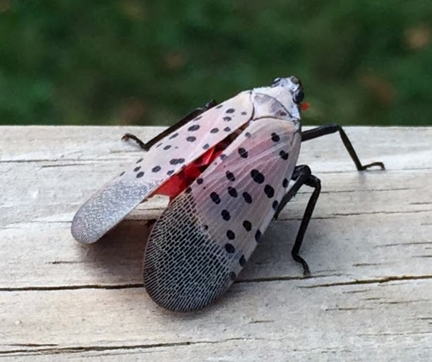 Picture of a Lanternfly