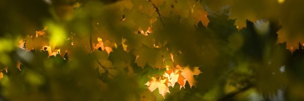 A shaft of sunlight brings the first orange leaves on a tree into sharp focus.