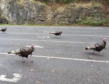 Several turkeys in the vehicle holding lanes at a ferry terminal