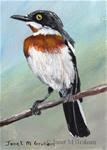 Chinspot Batis ACEO - Posted on Wednesday, April 15, 2015 by Janet Graham