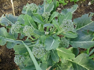 Calabrese broccoli 'Green Magic' making good side shoots after central head cut