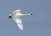 A flying trumpter swan against a clear blue sky 
