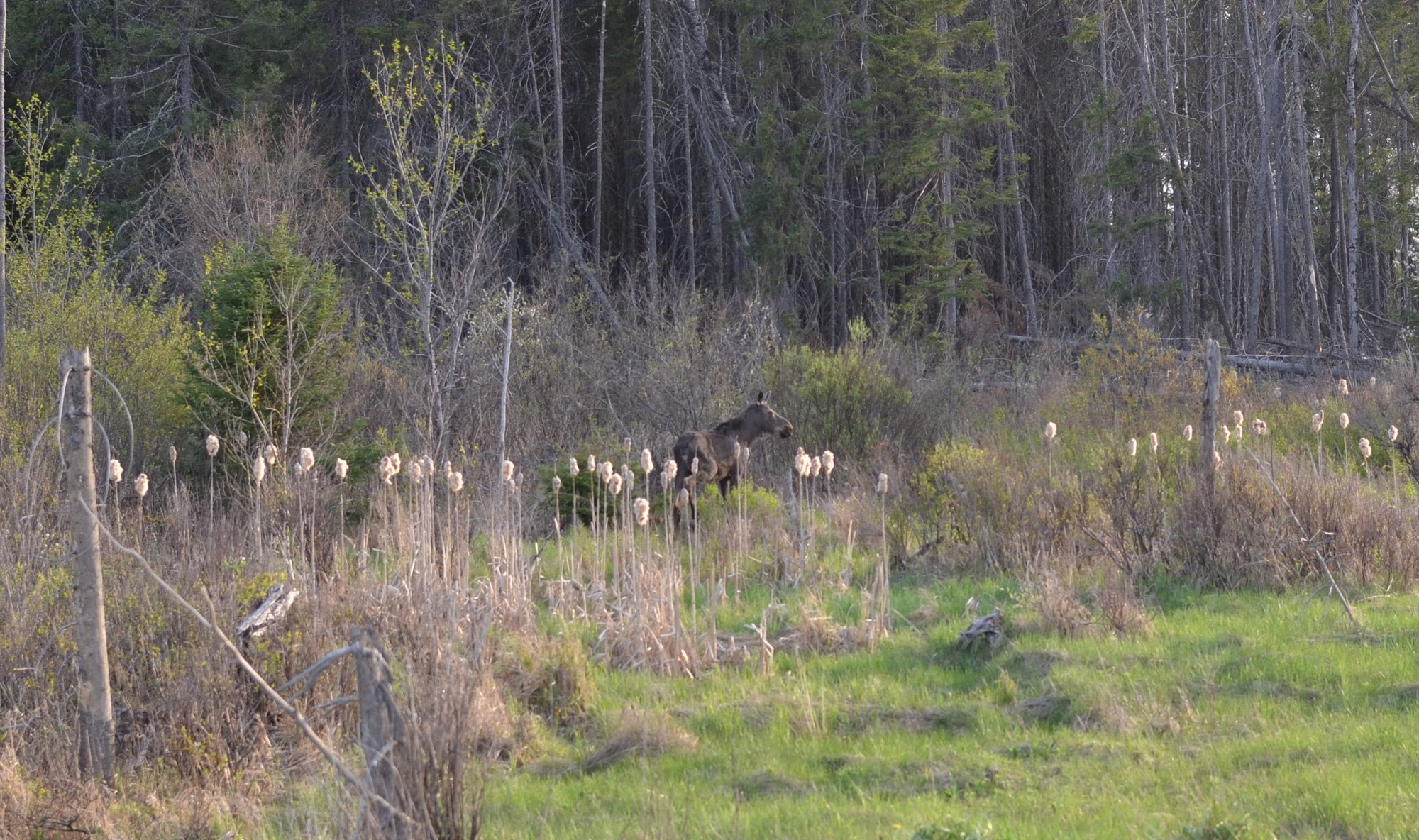 A moose walk through a wetland along U.S. 41 in western Marquette County in May. A moose walk through a wetland along U.S. 41 in western Marquette County in May.