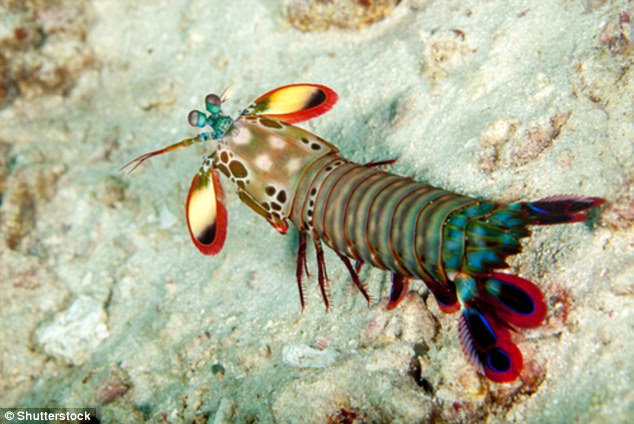 The four-inch crustaceans fire their jointed club using a spring-loaded system that works like a crossbow. If a human could accelerate their arm just 10 per cent as quickly as the mantis shrimp, they would be able to throw a cricket ball into space
