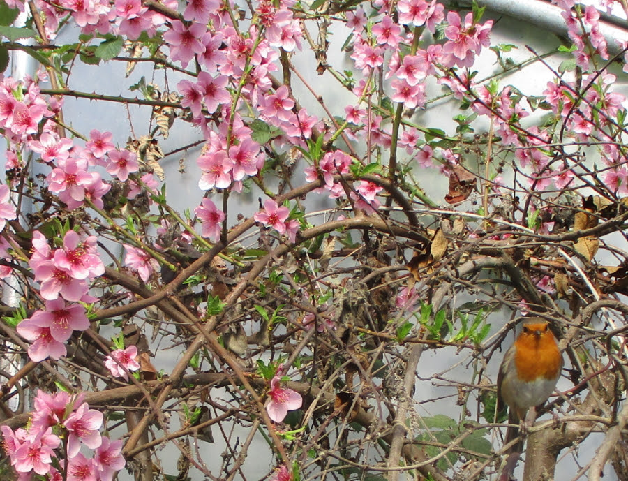 My Robin friend on his favourite perch among the peach blossom - what a happy spring sight!