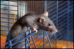 The figure above is a photograph showing a pet rat in cage. 
