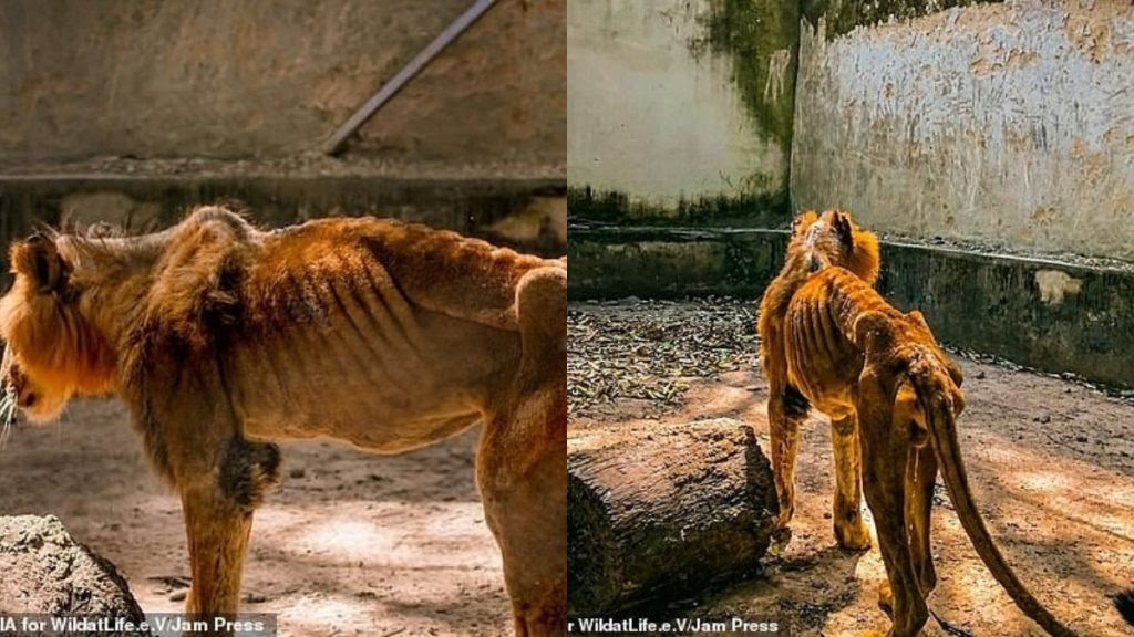 Kaduna zoo bars journalists from entering facility after photos of starving lion and other animals went viral