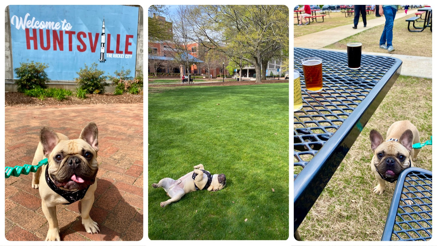 How to spend a dogfriendly day in Huntsville Soul Grown