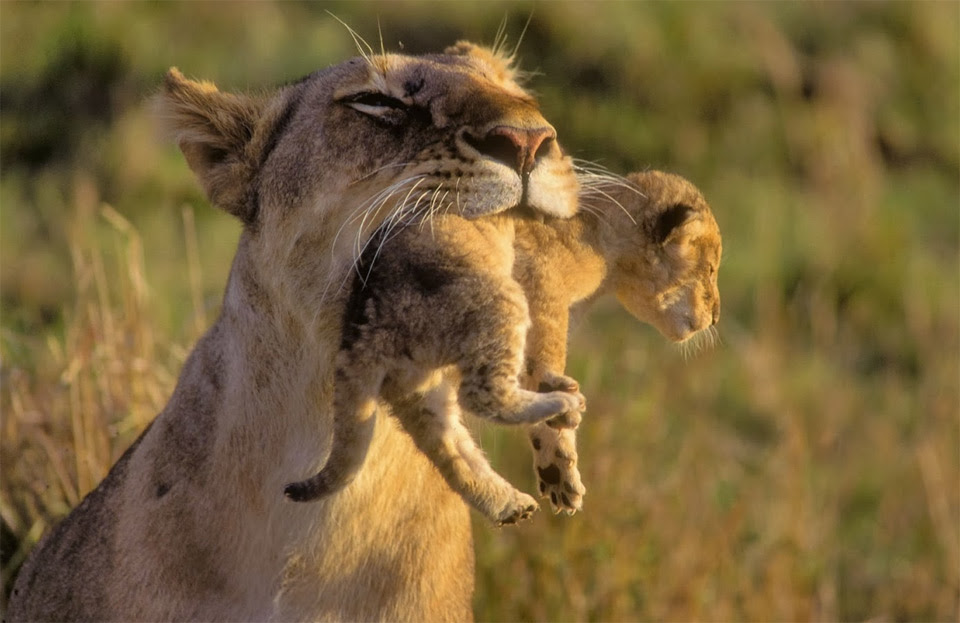 mother lion carrying her cub
