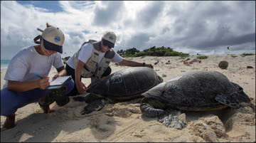 Honu Count