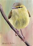 Willow Warbler ACEO - Posted on Friday, December 5, 2014 by Janet Graham