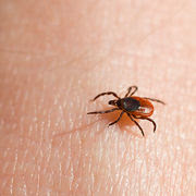 Maladie de Lyme - Comment éviter les piqûres de tique