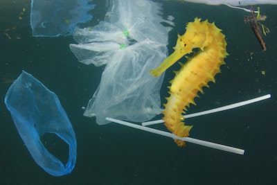Photo of a seahorse swimming amongst plastic waste.