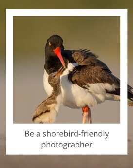 American oystercatcher adult and chick