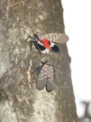 Spotted lanternfly