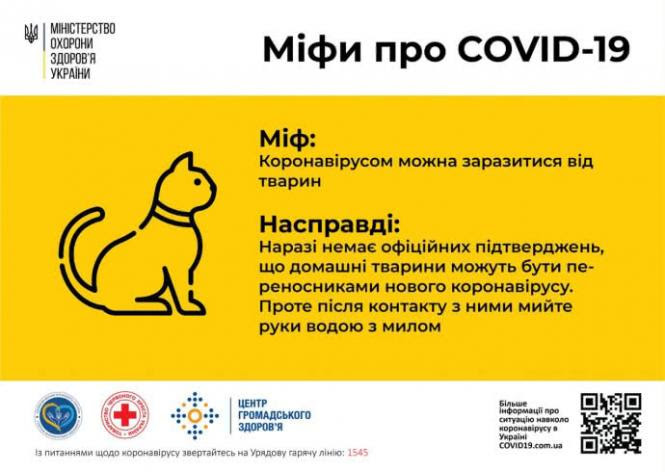Новини Тернополя - фото з Чи переносять коти та собаки коронавірус і яких правил гігієни потрібно дотримуватися