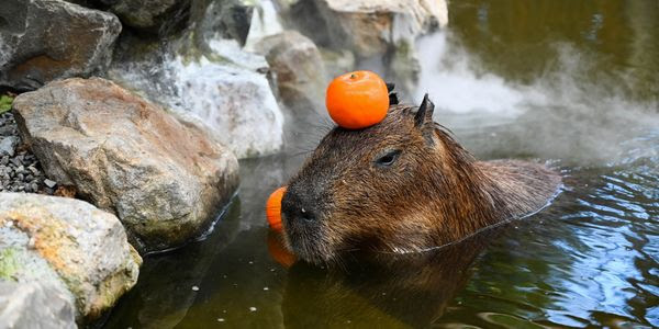 A capybara with an orange on its head