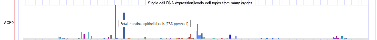 Example of the Merged Cells track display for the ACE2 gene