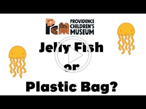 Jellyfish or Plastic Bag?