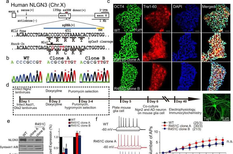 Gene mutation leading to autism found to overstimulate brain cells