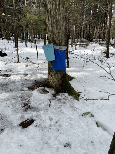 Tree with blue bag and bucket hanging on it, collecting sap.