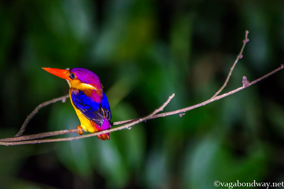 kingfisher-kinabatangan-borneo-malaysia