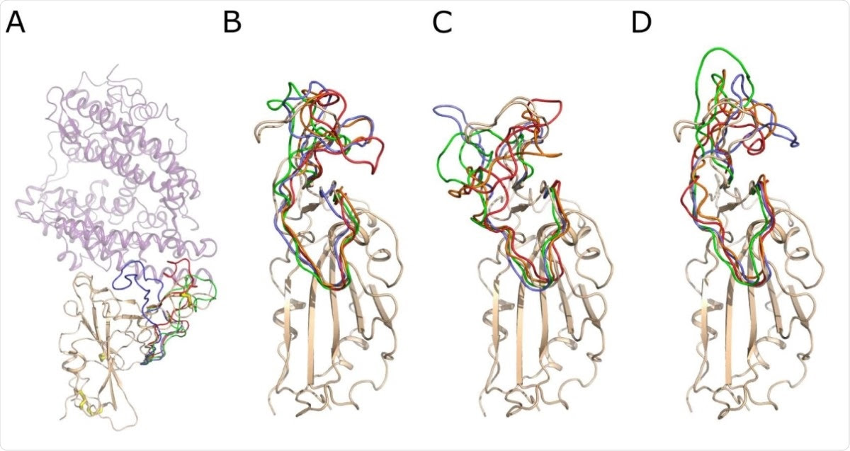 Snapshots of the conformation of the RBD surface loop, residues 456-490, along the molecular dynamics trajectories. A) The crystal structure of the Spike RBD – ACE2 complex. Spike RBD domain is shown as cartoon and colored wheat, while ACE2 is shown as a lilac semitransparent cartoon. The S–S bonds are shown as wire with white carbon and yellow sulfur atoms. The conformation of the RBD surface loop, residues 456-490, after 250 ns of molecular modeling is shown in green, red and lavender for RBD, RBD (-4 SS) and RBD (-1 SS), respectively. B) Snapshots of conformations of the RBD loop 456-490. The RBD domain is shown as a wheat cartoon. The structure of the loop is shown in lavender, green, orange and red color for 250, 500, 750 and 1000 ns of the modeling trajectory. C) Snapshots of the loop 456-490 conformations of the RBD (- 1 SS). D) Snapshots of the loop 456-490 conformations of the RBD (-4 SS). The coloring scheme is identical for B, C and D. The structural deviations of the loop 456-490 are much higher if the Cys480-Cys488 bond is reduced, as shown in C and D.