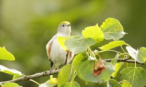 Chestnut-sided Warbler at Hawk Ridge by J Richardson Chestnut-sided Warbler at Hawk Ridge by J Richardson