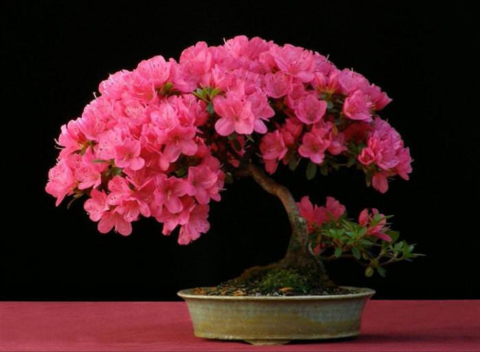 Những cây bonsai đẹp nhất của Nhật Bản 2869024c-7f45-4843-84b9-89a918d3f894
