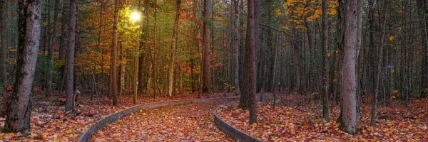 A forest trail covered in colorful autumn leaves weaves into the distance as a dull yellow sun peeks through the trees.