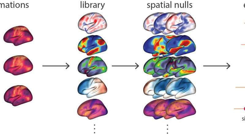 A one-stop-shop for brain imaging