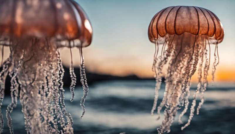 How to treat jellyfish stings (hint: urine not recommended)