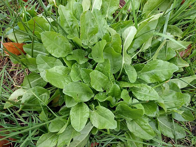 a green leafy sorrel plant surrounded by grass