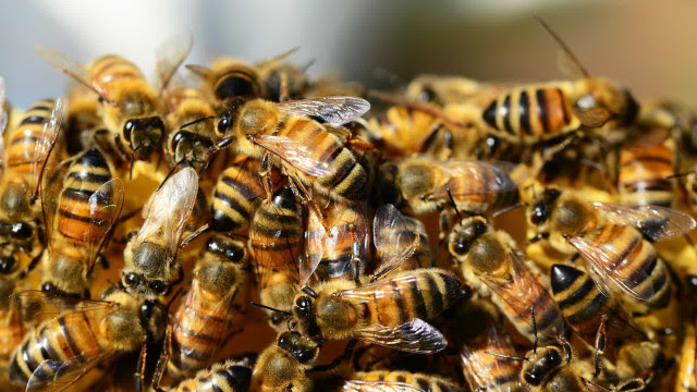 Comércio ilegal de abelhas na internet é ameaça à espécie
