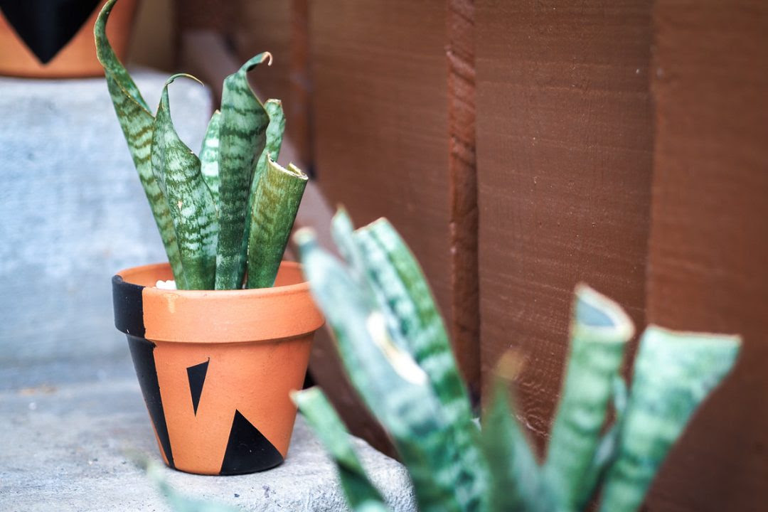 snake plant in terracotta planter