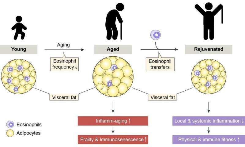 Age-related impairments reversed in animal model