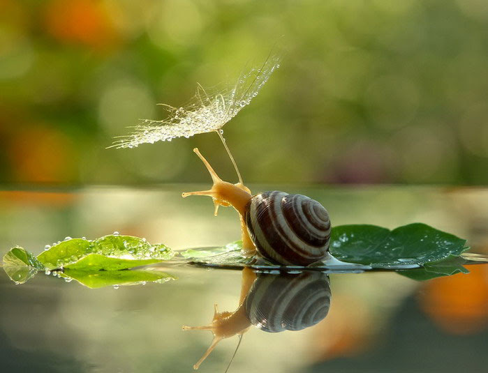 mundo invisible y la belleza de los caracoles por Vyacheslav Mischenko (10)